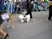 2009-Mystic-Krewe-of-Barkus-Mardi-Gras-French-Quarter-New-Orleans-Dog-Parade-Harriet-Cross-7652