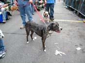 2009-Mystic-Krewe-of-Barkus-Mardi-Gras-French-Quarter-New-Orleans-Dog-Parade-Harriet-Cross-7654