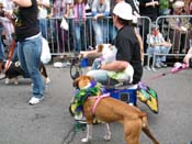 2009-Mystic-Krewe-of-Barkus-Mardi-Gras-French-Quarter-New-Orleans-Dog-Parade-Harriet-Cross-7656