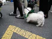 2009-Mystic-Krewe-of-Barkus-Mardi-Gras-French-Quarter-New-Orleans-Dog-Parade-Harriet-Cross-7658