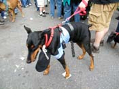 2009-Mystic-Krewe-of-Barkus-Mardi-Gras-French-Quarter-New-Orleans-Dog-Parade-Harriet-Cross-7662