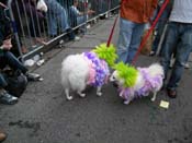 2009-Mystic-Krewe-of-Barkus-Mardi-Gras-French-Quarter-New-Orleans-Dog-Parade-Harriet-Cross-7668