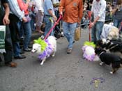 2009-Mystic-Krewe-of-Barkus-Mardi-Gras-French-Quarter-New-Orleans-Dog-Parade-Harriet-Cross-7669