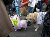 2009-Mystic-Krewe-of-Barkus-Mardi-Gras-French-Quarter-New-Orleans-Dog-Parade-Harriet-Cross-7672