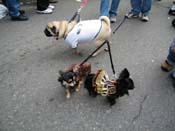 2009-Mystic-Krewe-of-Barkus-Mardi-Gras-French-Quarter-New-Orleans-Dog-Parade-Harriet-Cross-7673