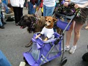 2009-Mystic-Krewe-of-Barkus-Mardi-Gras-French-Quarter-New-Orleans-Dog-Parade-Harriet-Cross-7674