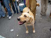 2009-Mystic-Krewe-of-Barkus-Mardi-Gras-French-Quarter-New-Orleans-Dog-Parade-Harriet-Cross-7678