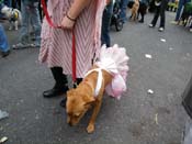 2009-Mystic-Krewe-of-Barkus-Mardi-Gras-French-Quarter-New-Orleans-Dog-Parade-Harriet-Cross-7680