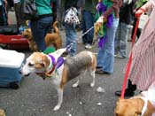 2009-Mystic-Krewe-of-Barkus-Mardi-Gras-French-Quarter-New-Orleans-Dog-Parade-Harriet-Cross-7681