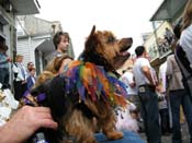 2009-Mystic-Krewe-of-Barkus-Mardi-Gras-French-Quarter-New-Orleans-Dog-Parade-Harriet-Cross-7682