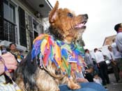 2009-Mystic-Krewe-of-Barkus-Mardi-Gras-French-Quarter-New-Orleans-Dog-Parade-Harriet-Cross-7684