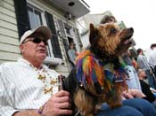 2009-Mystic-Krewe-of-Barkus-Mardi-Gras-French-Quarter-New-Orleans-Dog-Parade-Harriet-Cross-7685