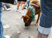 2009-Mystic-Krewe-of-Barkus-Mardi-Gras-French-Quarter-New-Orleans-Dog-Parade-Harriet-Cross-7686