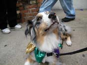 2009-Mystic-Krewe-of-Barkus-Mardi-Gras-French-Quarter-New-Orleans-Dog-Parade-Harriet-Cross-7687