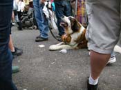 2009-Mystic-Krewe-of-Barkus-Mardi-Gras-French-Quarter-New-Orleans-Dog-Parade-Harriet-Cross-7689