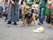 2009-Mystic-Krewe-of-Barkus-Mardi-Gras-French-Quarter-New-Orleans-Dog-Parade-Harriet-Cross-7691