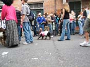 2009-Mystic-Krewe-of-Barkus-Mardi-Gras-French-Quarter-New-Orleans-Dog-Parade-Harriet-Cross-7694