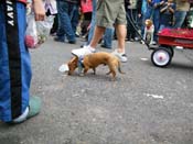 2009-Mystic-Krewe-of-Barkus-Mardi-Gras-French-Quarter-New-Orleans-Dog-Parade-Harriet-Cross-7695