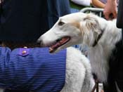 2009-Mystic-Krewe-of-Barkus-Mardi-Gras-French-Quarter-New-Orleans-Dog-Parade-Harriet-Cross-7696