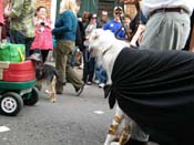 2009-Mystic-Krewe-of-Barkus-Mardi-Gras-French-Quarter-New-Orleans-Dog-Parade-Harriet-Cross-7698