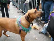 2009-Mystic-Krewe-of-Barkus-Mardi-Gras-French-Quarter-New-Orleans-Dog-Parade-Harriet-Cross-7701