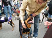 2009-Mystic-Krewe-of-Barkus-Mardi-Gras-French-Quarter-New-Orleans-Dog-Parade-Harriet-Cross-7702