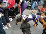 2009-Mystic-Krewe-of-Barkus-Mardi-Gras-French-Quarter-New-Orleans-Dog-Parade-Harriet-Cross-7703