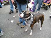 2009-Mystic-Krewe-of-Barkus-Mardi-Gras-French-Quarter-New-Orleans-Dog-Parade-Harriet-Cross-7704