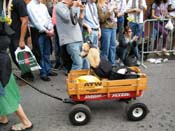 2009-Mystic-Krewe-of-Barkus-Mardi-Gras-French-Quarter-New-Orleans-Dog-Parade-Harriet-Cross-7706