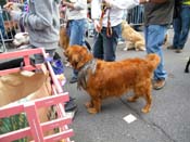 2009-Mystic-Krewe-of-Barkus-Mardi-Gras-French-Quarter-New-Orleans-Dog-Parade-Harriet-Cross-7707