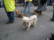 2009-Mystic-Krewe-of-Barkus-Mardi-Gras-French-Quarter-New-Orleans-Dog-Parade-Harriet-Cross-7711