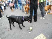 2009-Mystic-Krewe-of-Barkus-Mardi-Gras-French-Quarter-New-Orleans-Dog-Parade-Harriet-Cross-7712