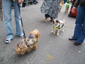 2009-Mystic-Krewe-of-Barkus-Mardi-Gras-French-Quarter-New-Orleans-Dog-Parade-Harriet-Cross-7713