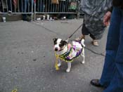 2009-Mystic-Krewe-of-Barkus-Mardi-Gras-French-Quarter-New-Orleans-Dog-Parade-Harriet-Cross-7714