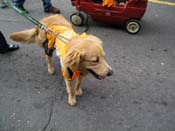 2009-Mystic-Krewe-of-Barkus-Mardi-Gras-French-Quarter-New-Orleans-Dog-Parade-Harriet-Cross-7717