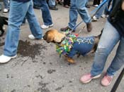 2009-Mystic-Krewe-of-Barkus-Mardi-Gras-French-Quarter-New-Orleans-Dog-Parade-Harriet-Cross-7726