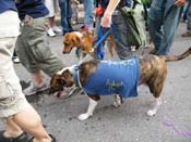 2009-Mystic-Krewe-of-Barkus-Mardi-Gras-French-Quarter-New-Orleans-Dog-Parade-Harriet-Cross-7730