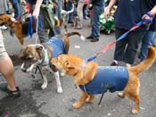 2009-Mystic-Krewe-of-Barkus-Mardi-Gras-French-Quarter-New-Orleans-Dog-Parade-Harriet-Cross-7731