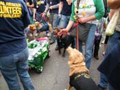 2009-Mystic-Krewe-of-Barkus-Mardi-Gras-French-Quarter-New-Orleans-Dog-Parade-Harriet-Cross-7732