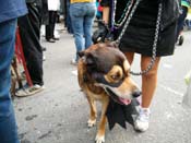 2009-Mystic-Krewe-of-Barkus-Mardi-Gras-French-Quarter-New-Orleans-Dog-Parade-Harriet-Cross-7737