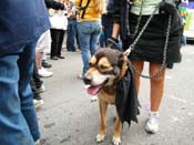 2009-Mystic-Krewe-of-Barkus-Mardi-Gras-French-Quarter-New-Orleans-Dog-Parade-Harriet-Cross-7738