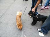 2009-Mystic-Krewe-of-Barkus-Mardi-Gras-French-Quarter-New-Orleans-Dog-Parade-Harriet-Cross-7742