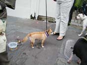 2009-Mystic-Krewe-of-Barkus-Mardi-Gras-French-Quarter-New-Orleans-Dog-Parade-Harriet-Cross-7743