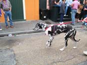 2009-Mystic-Krewe-of-Barkus-Mardi-Gras-French-Quarter-New-Orleans-Dog-Parade-Harriet-Cross-7744