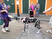 2009-Mystic-Krewe-of-Barkus-Mardi-Gras-French-Quarter-New-Orleans-Dog-Parade-Harriet-Cross-7745