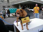 2009-Mystic-Krewe-of-Barkus-Mardi-Gras-French-Quarter-New-Orleans-Dog-Parade-Harriet-Cross-7766