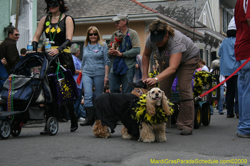 2009-Mystic-Krewe-of-Barkus-Mardi-Gras-French-Quarter-New-Orleans-Dog-Parade-0593