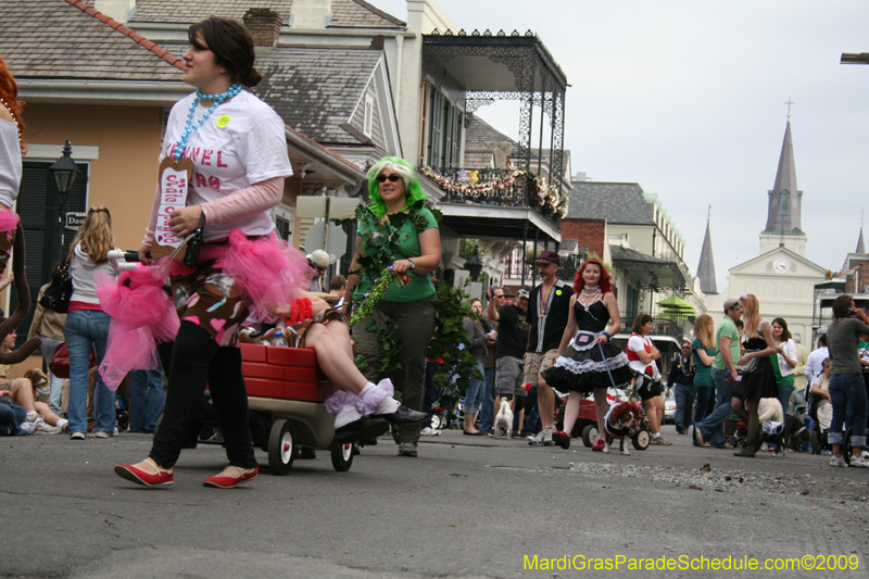 2009-Mystic-Krewe-of-Barkus-Mardi-Gras-French-Quarter-New-Orleans-Dog-Parade-0621