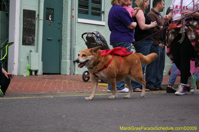 2009-Mystic-Krewe-of-Barkus-Mardi-Gras-French-Quarter-New-Orleans-Dog-Parade-0622