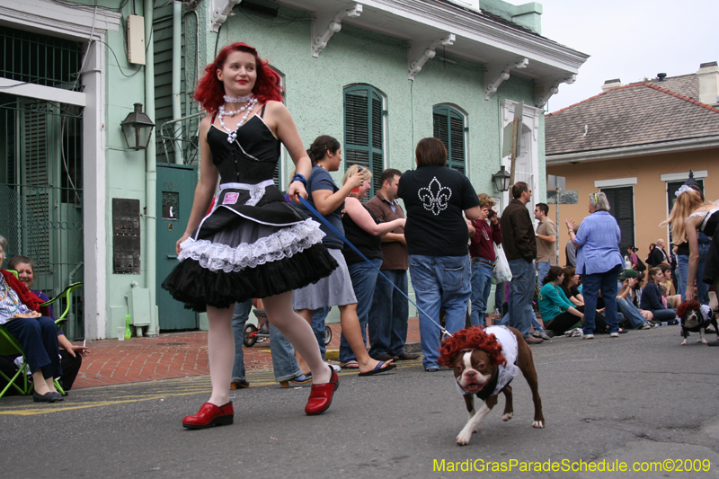 2009-Mystic-Krewe-of-Barkus-Mardi-Gras-French-Quarter-New-Orleans-Dog-Parade-0624